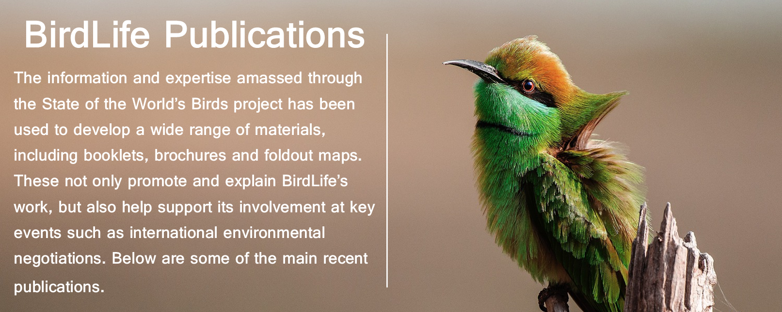 The information and expertise amassed through the State of the World’s Birds project has been used to develop a wide range of materials, including booklets, brochures and foldout maps. These not only promote and explain BirdLife’s work, but also help support its involvement at key events such as international environmental negotiations. Below are some of the main recent publications.